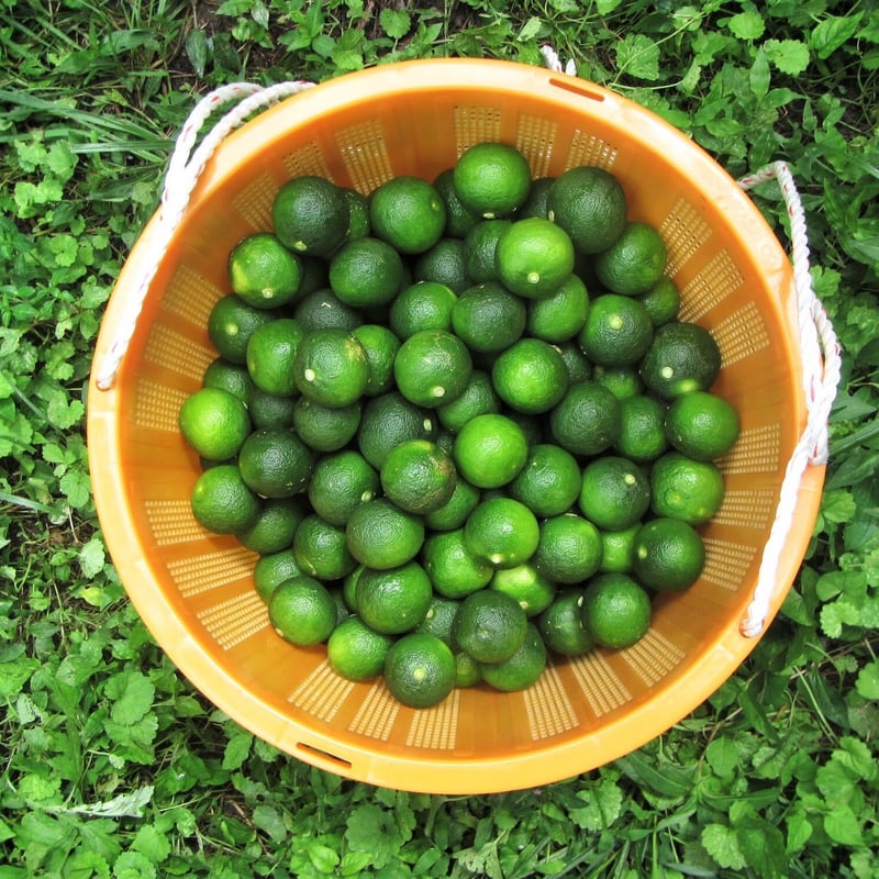 ハウスすだち 5キロ 加わり