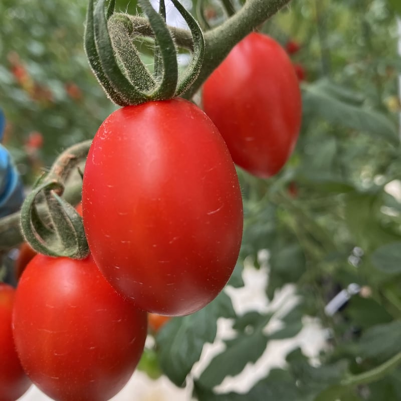 トマトです 六華糖（ロケット） | かわにしふぁーむの甘くて美味しいトマト