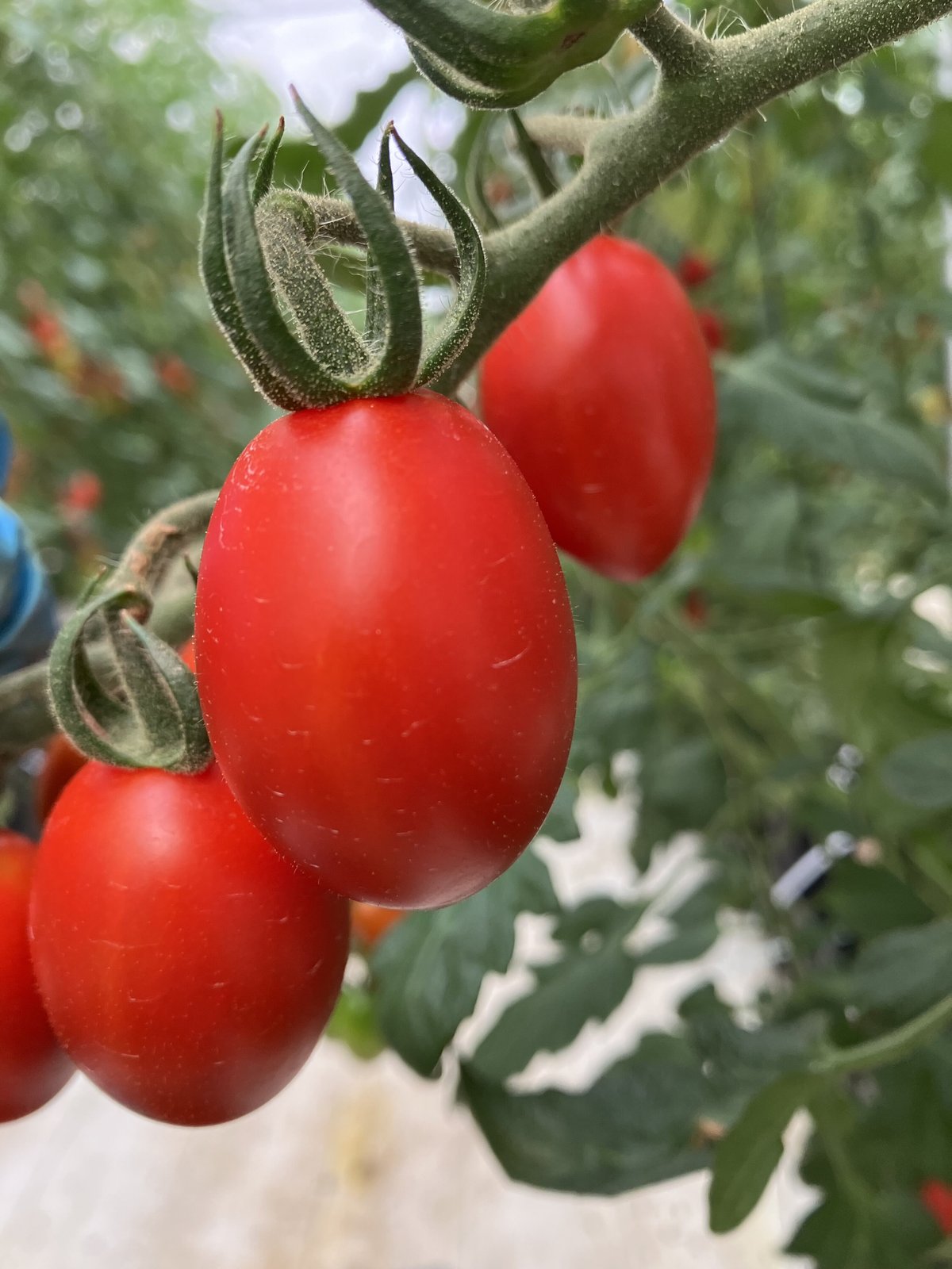 六華糖（ロケット） | かわにしふぁーむの甘くて美味しいトマト
