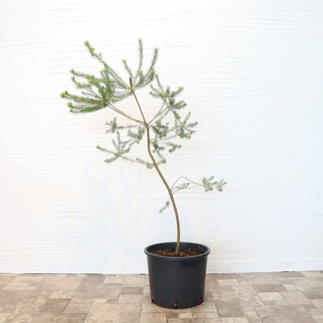 オージープランツセット 自分で植える】内山園芸さんのオージープランツセット（東京発送