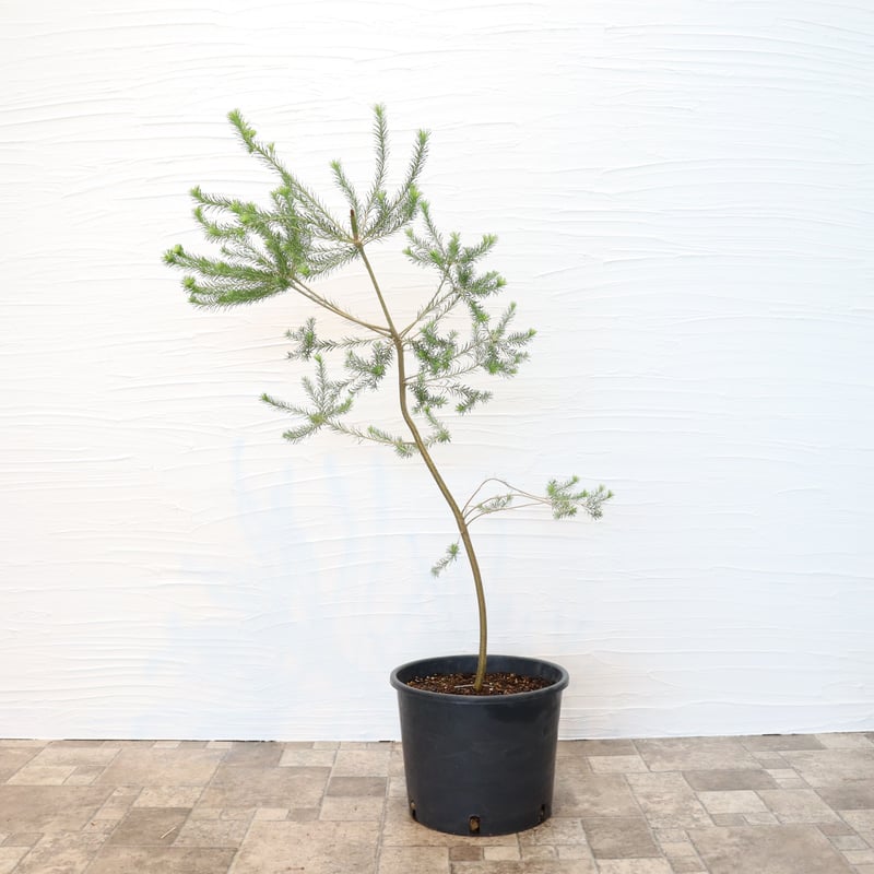 ヒース バンクシア | To.r 植物店