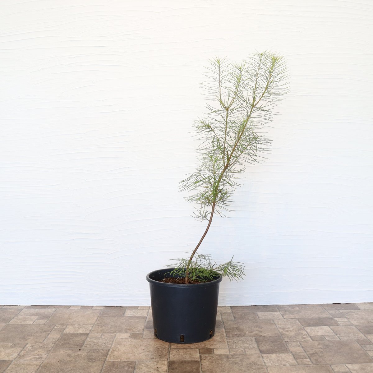 ヘアピンバンクシア　引き取りのみ ヘアピン バンクシア | To.r 植物店