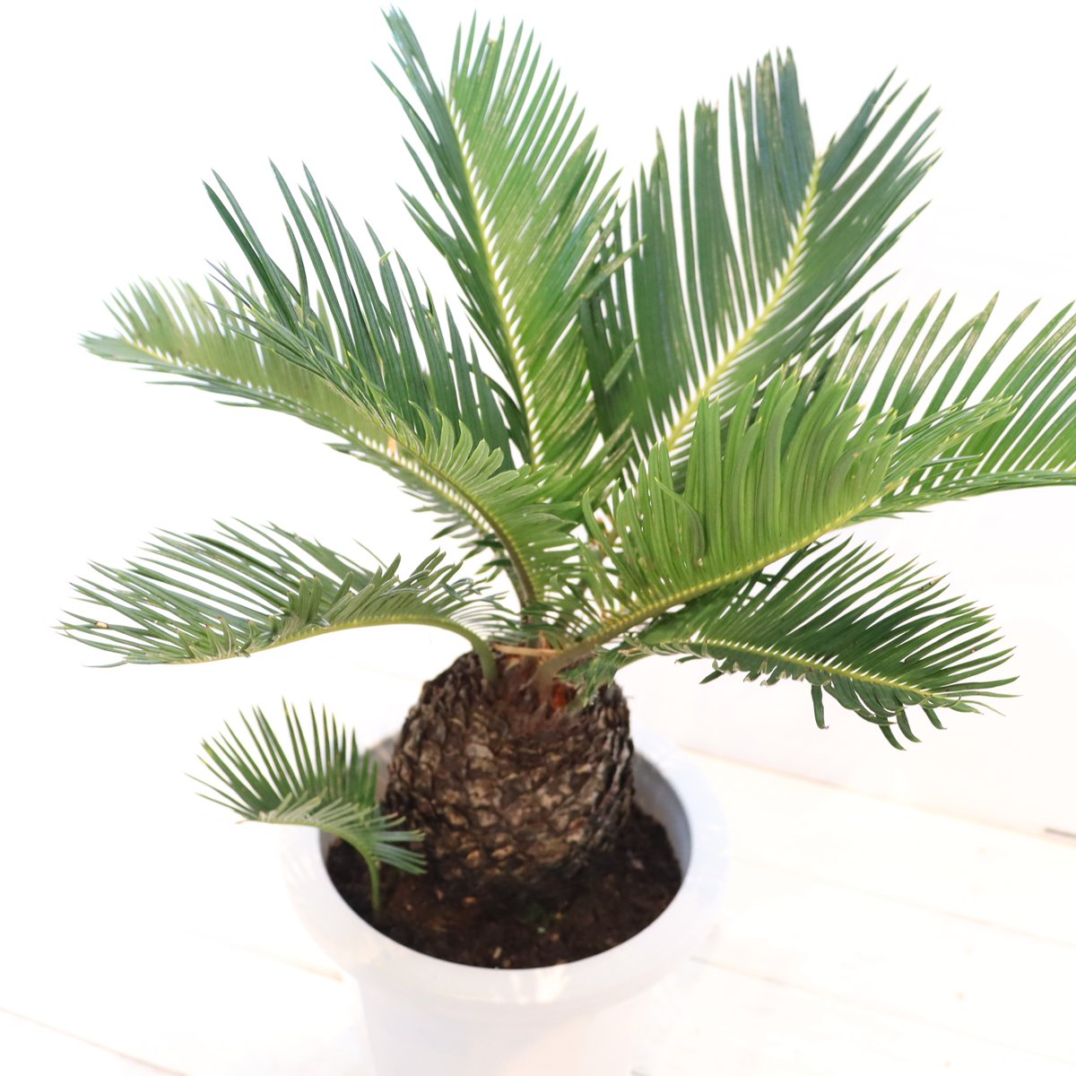 ソテツ | To.r 植物店