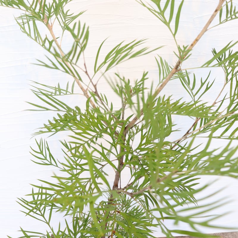 グレビレア ココナッツアイス | To.r 植物店