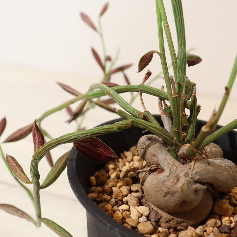 モナデニウム・モンタナム | To.r 植物店