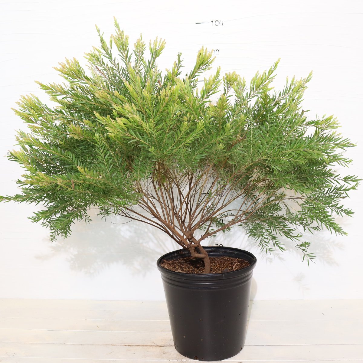 アカシアテレサ大株 7号！ 希少品種