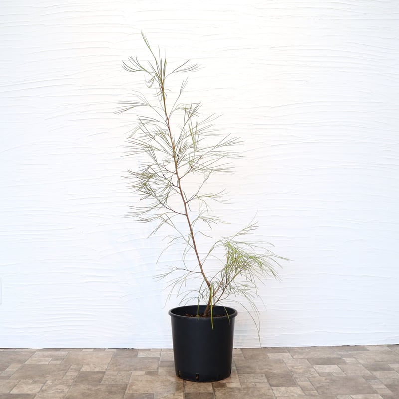 グレビレア ロンギスティーラエレガンス | To.r 植物店