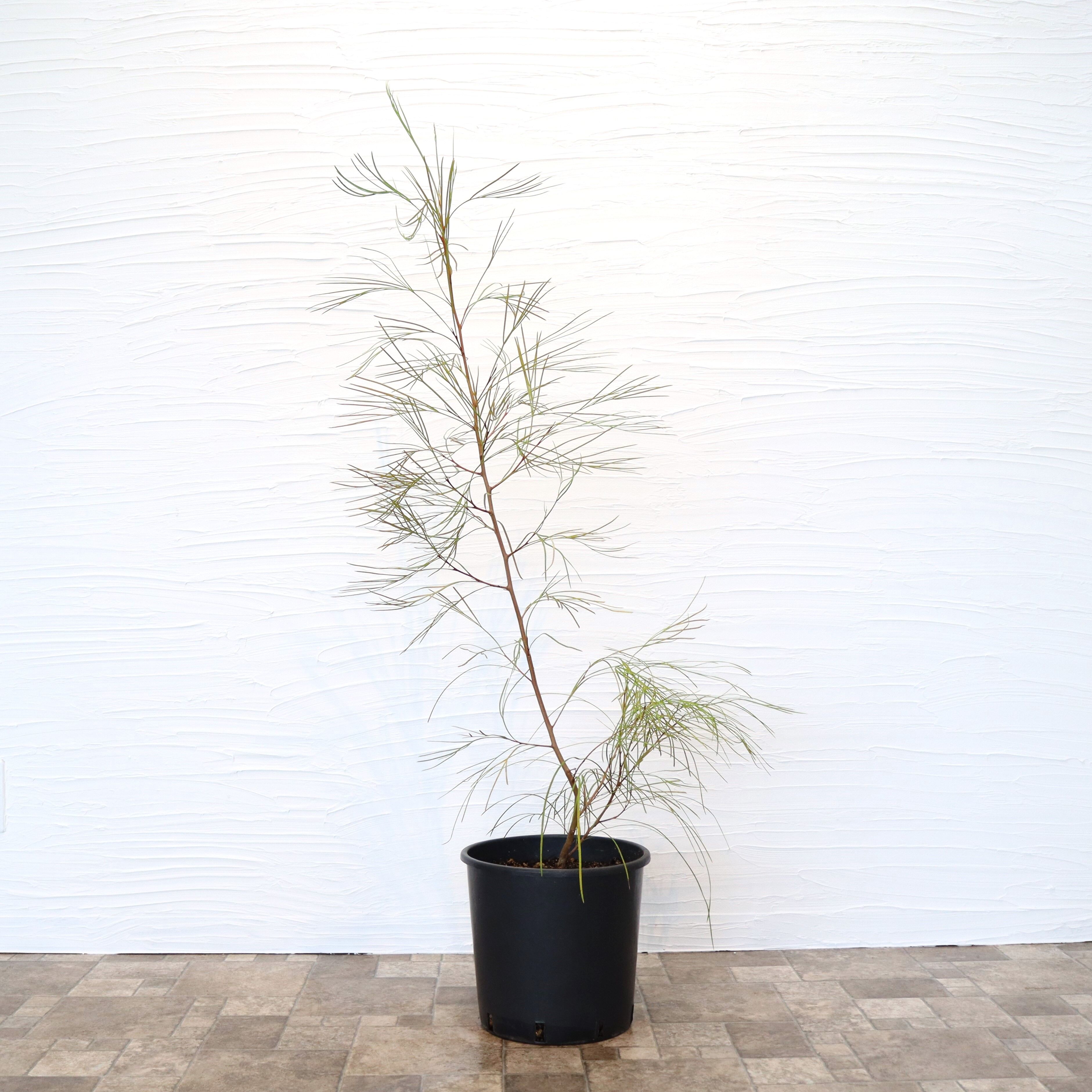 グレビレア ロンギスティーラエレガンス | To.r 植物店