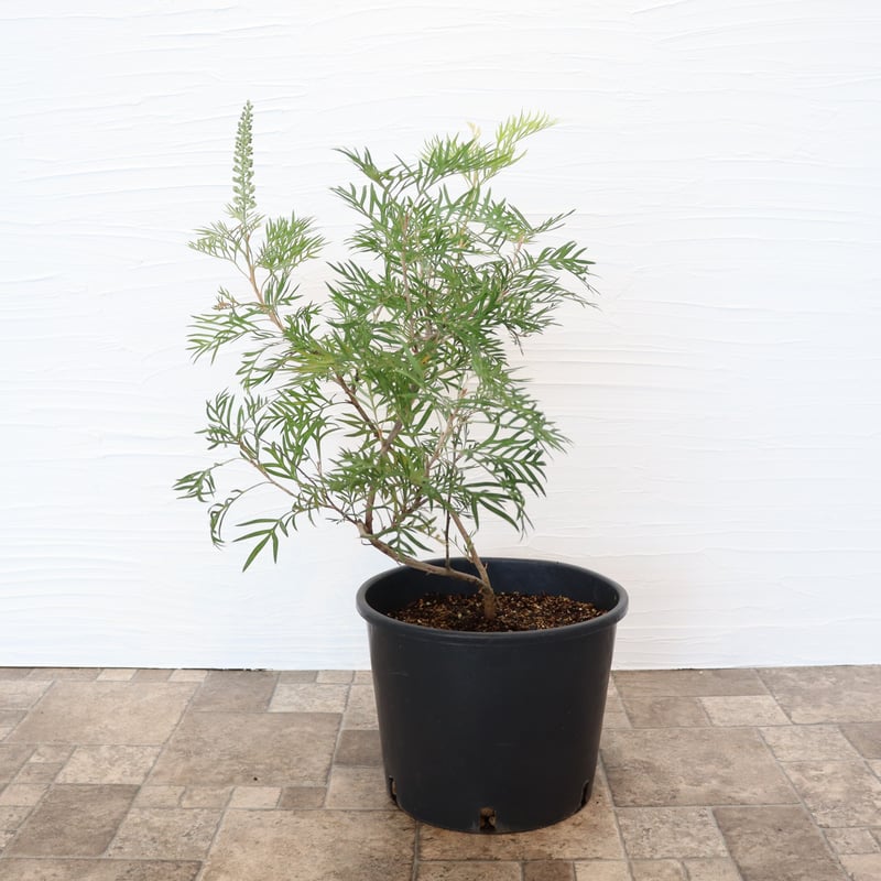 グレビレア ココナッツアイス | To.r 植物店