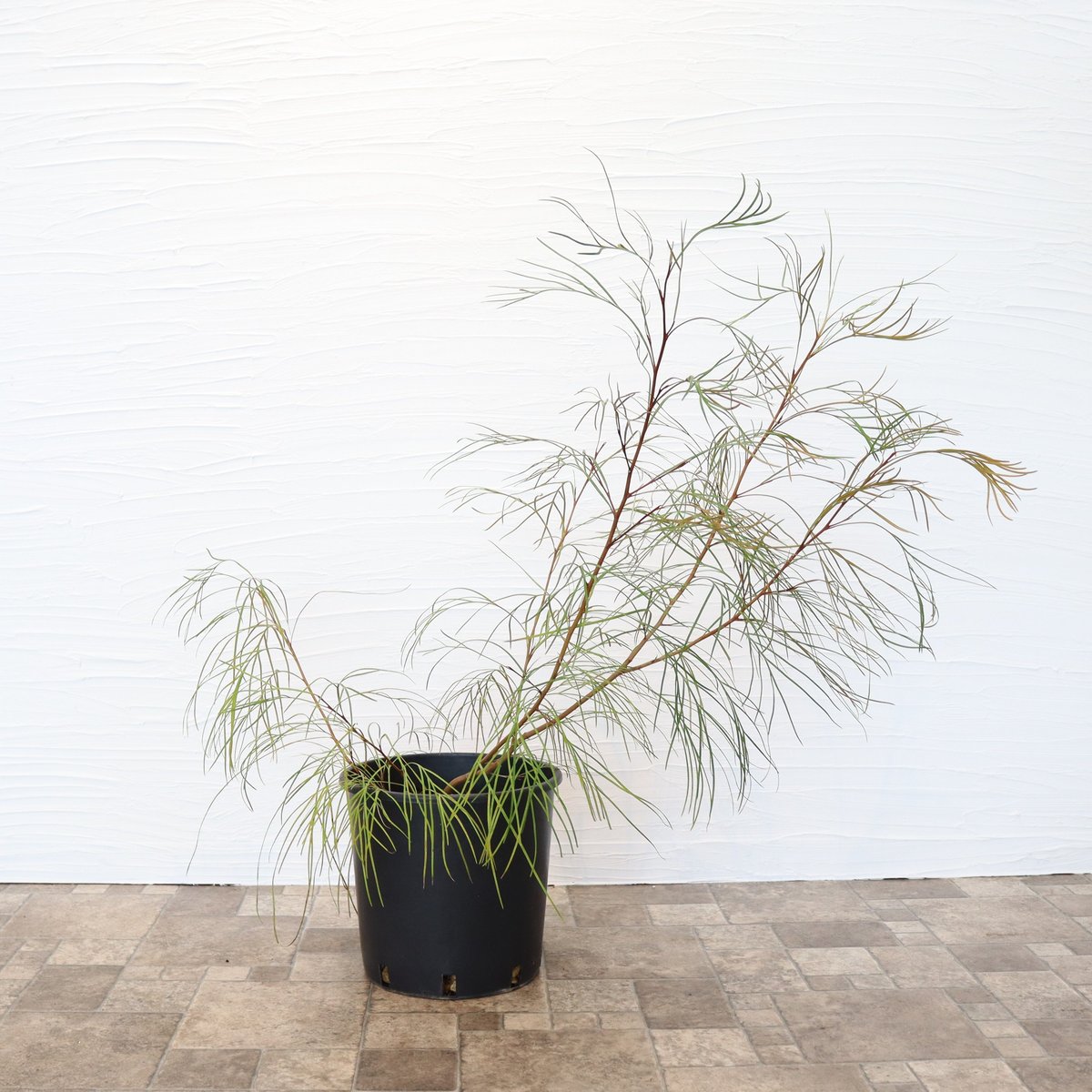 グレビレア ロンギスティーラエレガンス | To.r 植物店