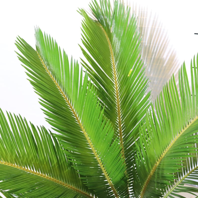 ソテツ | To.r 植物店