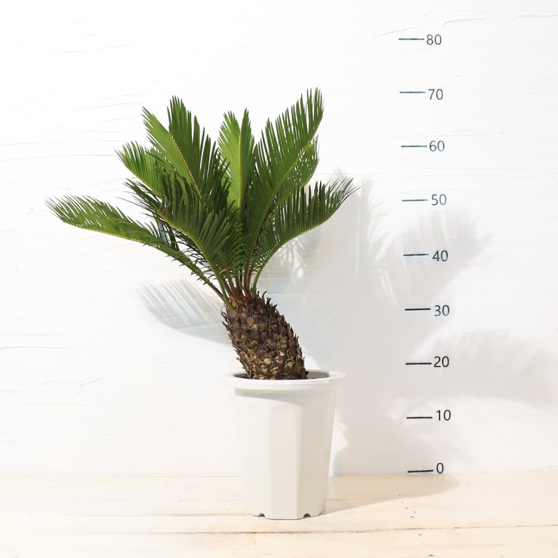 ソテツ　5又 ソテツ | To.r 植物店