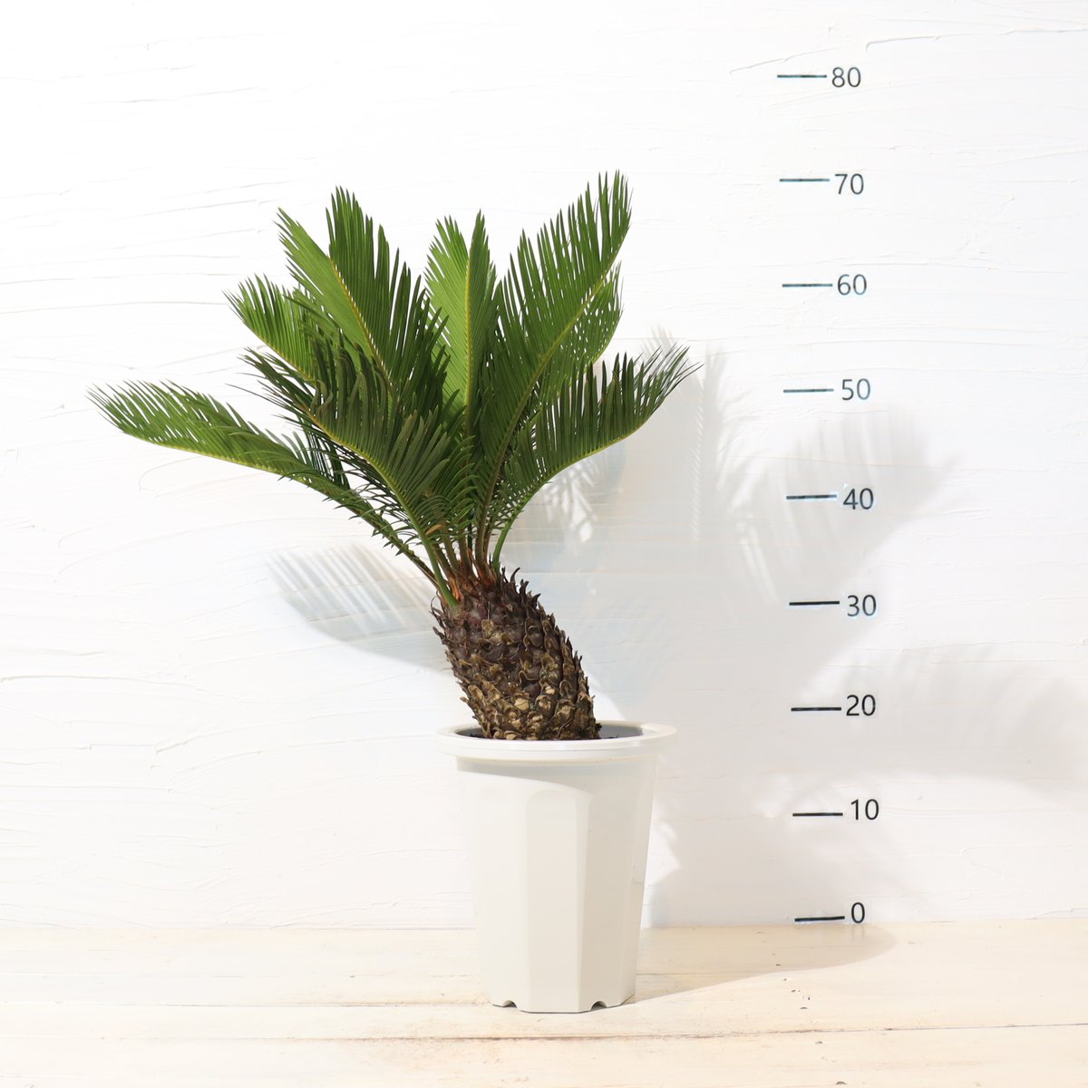 trip_Dubai　ソテツ　5本立　送料込 ソテツ | To.r 植物店