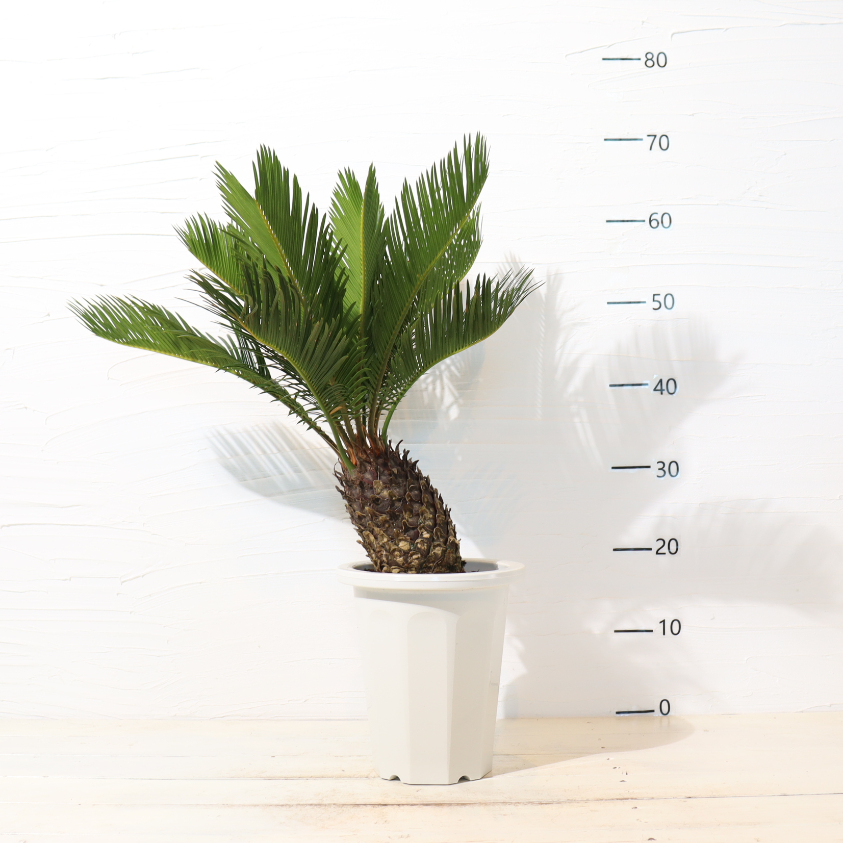 ソテツ | To.r 植物店