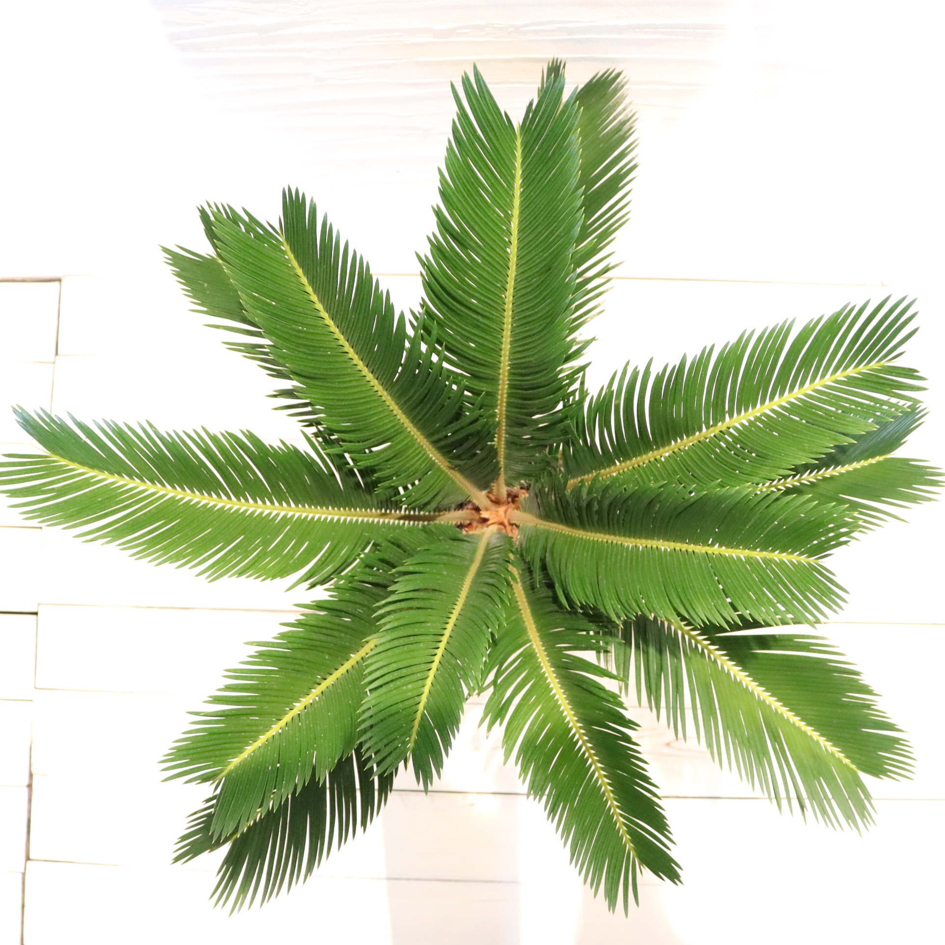 ソテツ | To.r 植物店