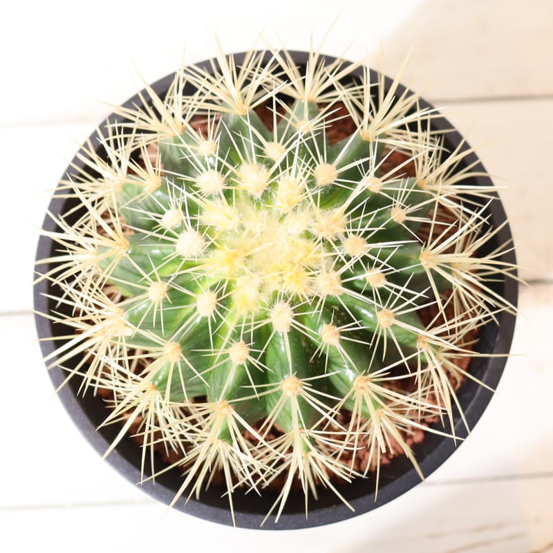 サボテン 金鯱（直径15㎝ポット） | To.r 植物店 金鯱 サボテン 直径約16cm