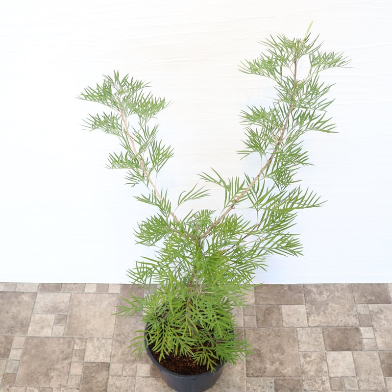 グレビレア ココナッツアイス | To.r 植物店