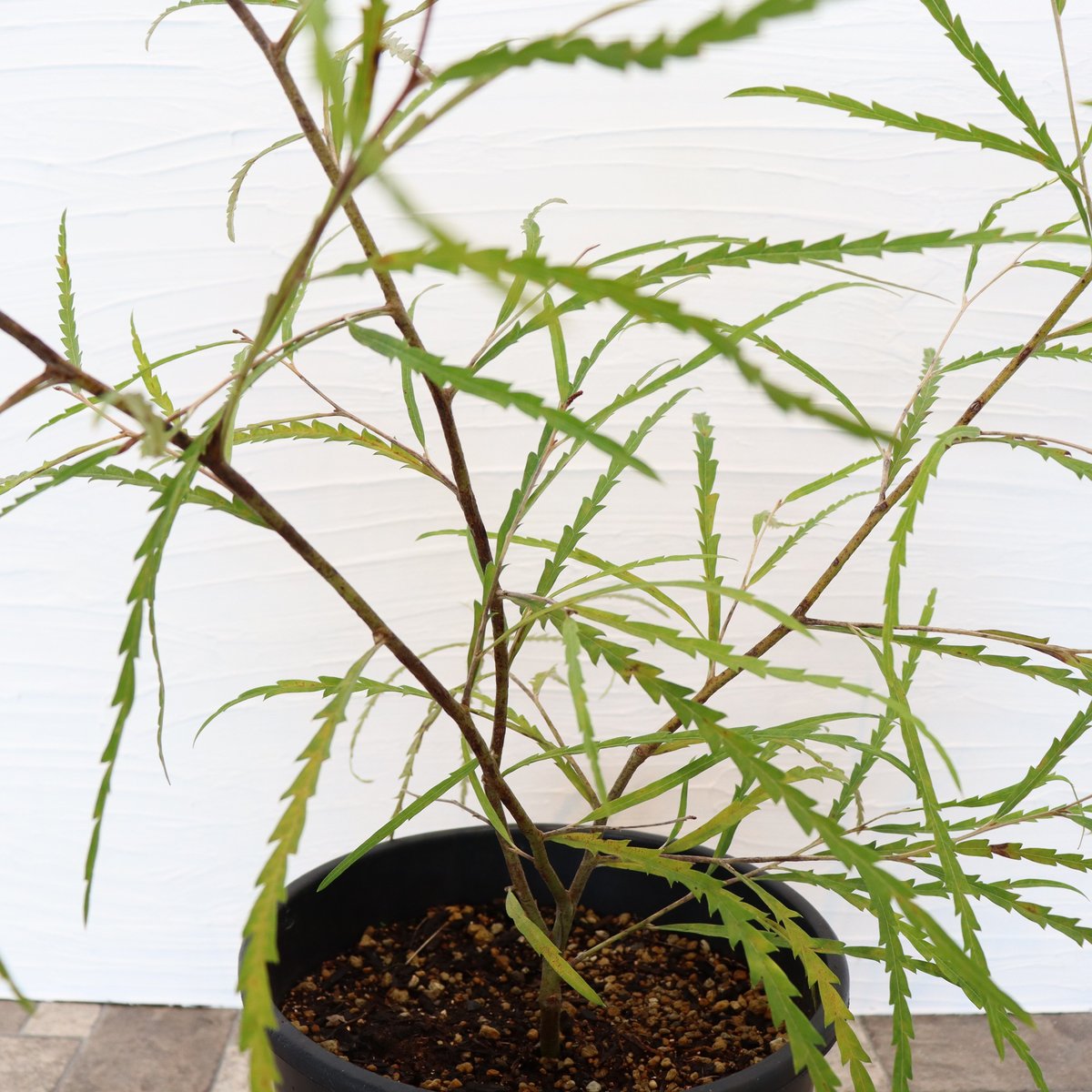 グレビレア ロンギフォリア | To.r 植物店 グレビレア ロンギフォリア | To.r 植物店