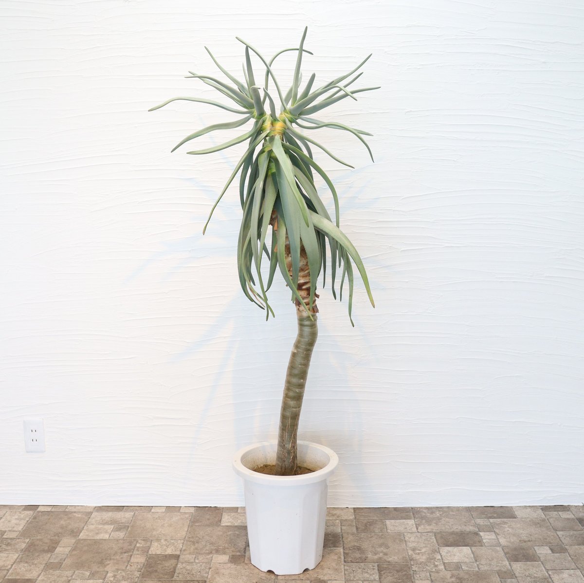 アロエ ディコトマ（二股） | To.r 植物店