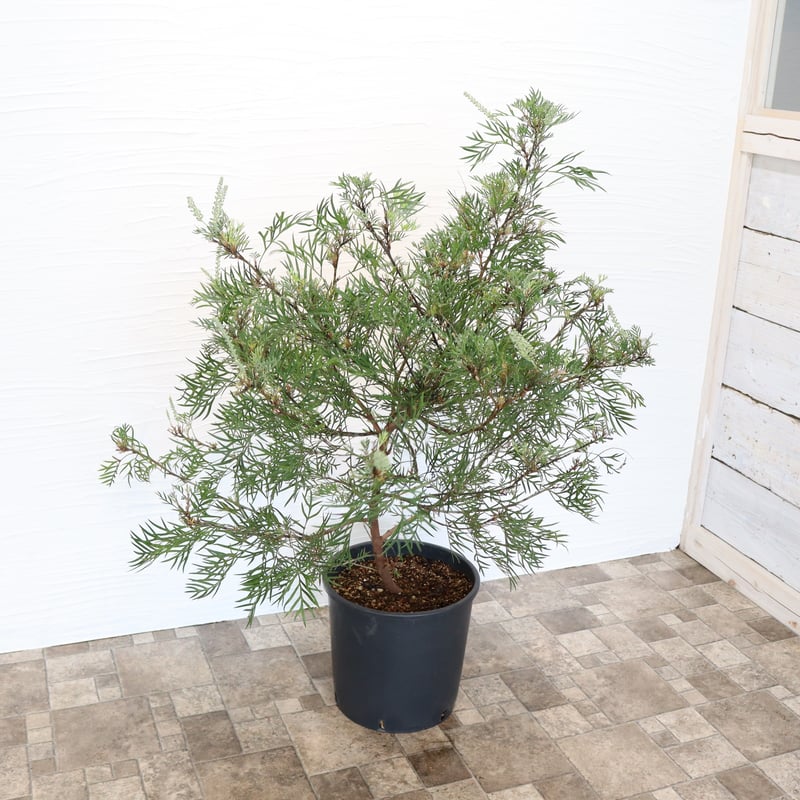 グレビレア　ココナッツアイス　ルートプラスポット入り/ 512 グレビレア ココナッツアイス ルートプラスポット入り/ 512 グレビレア