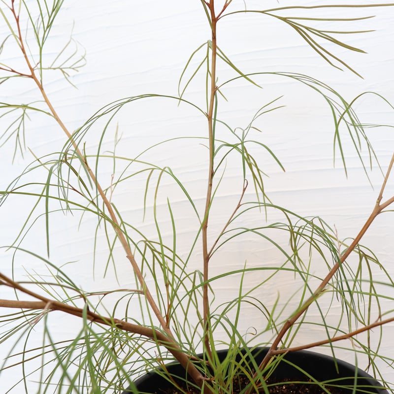 グレビレア ロンギスティーラエレガンス | To.r 植物店