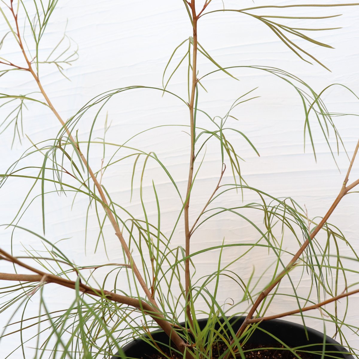 グレビレア ロンギスティーラエレガンス | To.r 植物店