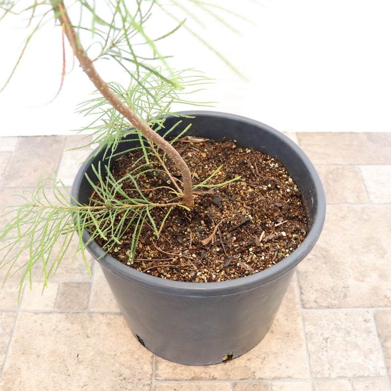 ヘアピン バンクシア | To.r 植物店