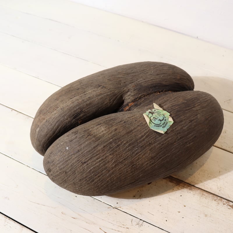 フタゴヤシ　種 フタゴヤシの種子 | To.r 植物店