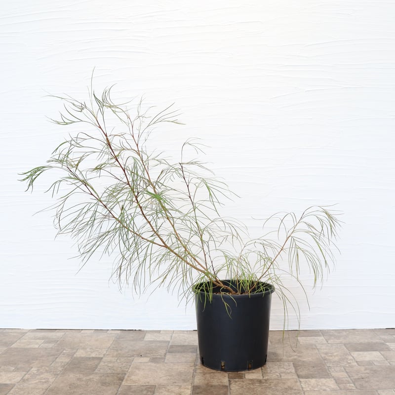 グレビレア ロンギスティーラエレガンス | To.r 植物店