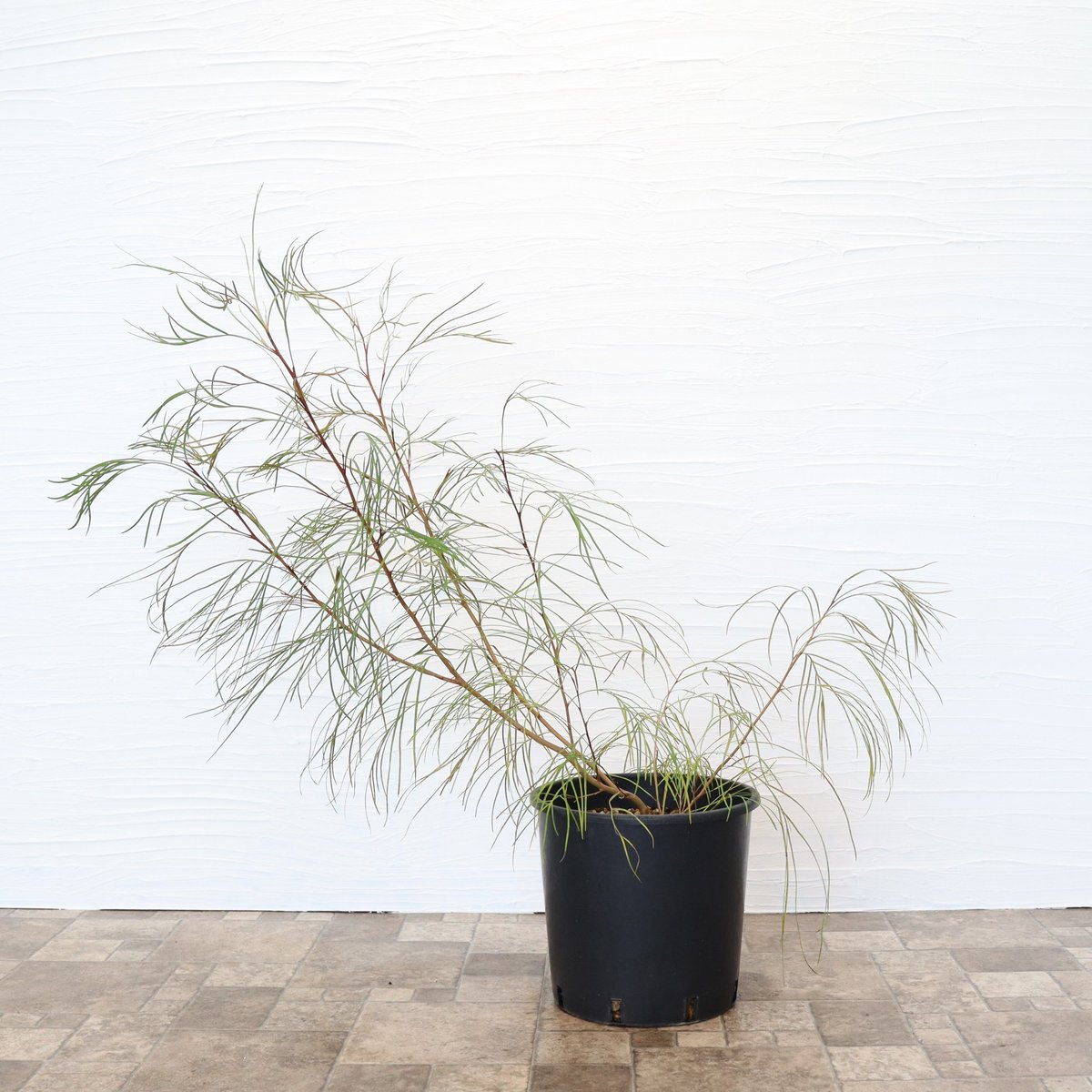 グレビレア ロンギスティーラエレガンス | To.r 植物店