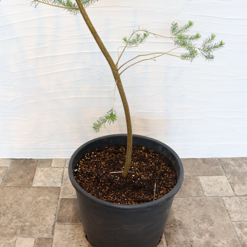 ヒース バンクシア | To.r 植物店