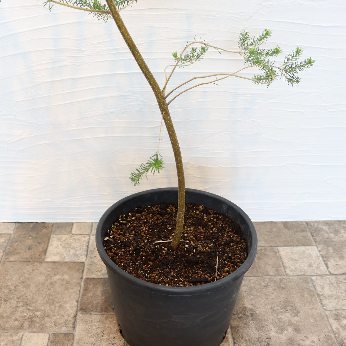 ヒース バンクシア | To.r 植物店