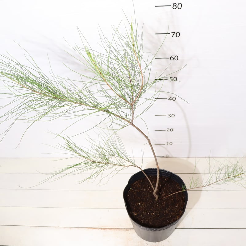 タマモクマオウ | To.r 植物店