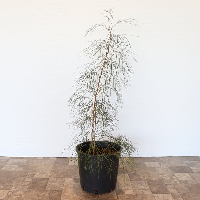 グレビレア ロンギスティーラエレガンス | To.r 植物店