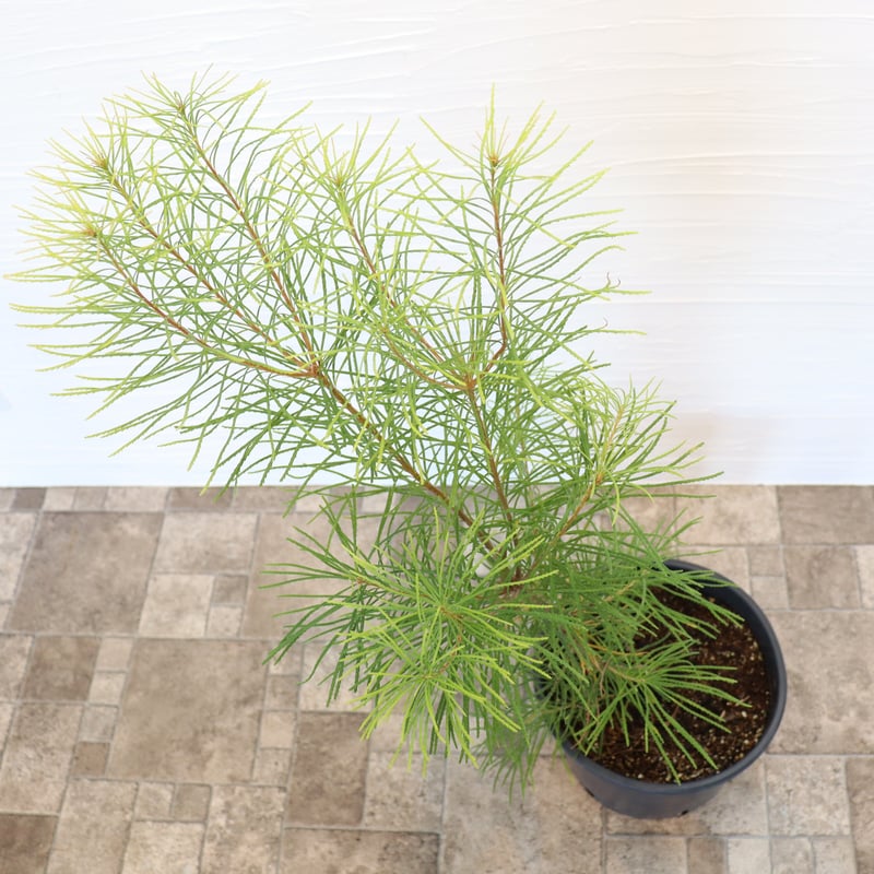 ヘアピン バンクシア | To.r 植物店