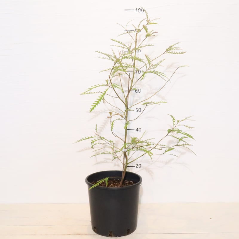 グレビレア　アイバンホーン　高さ150センチ グレビレア アイバンホー | To.r 植物店