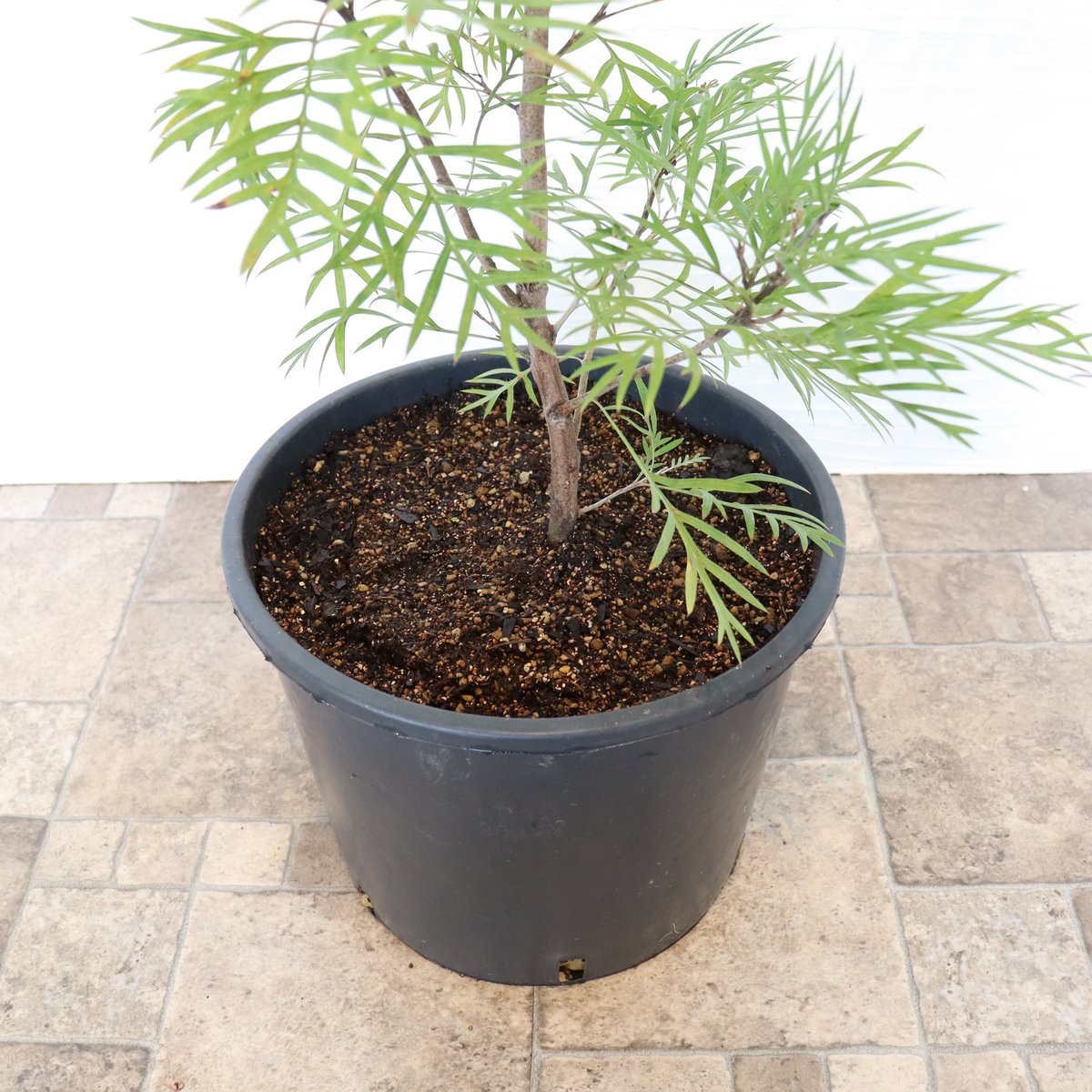 グレビレア ココナッツアイス | To.r 植物店