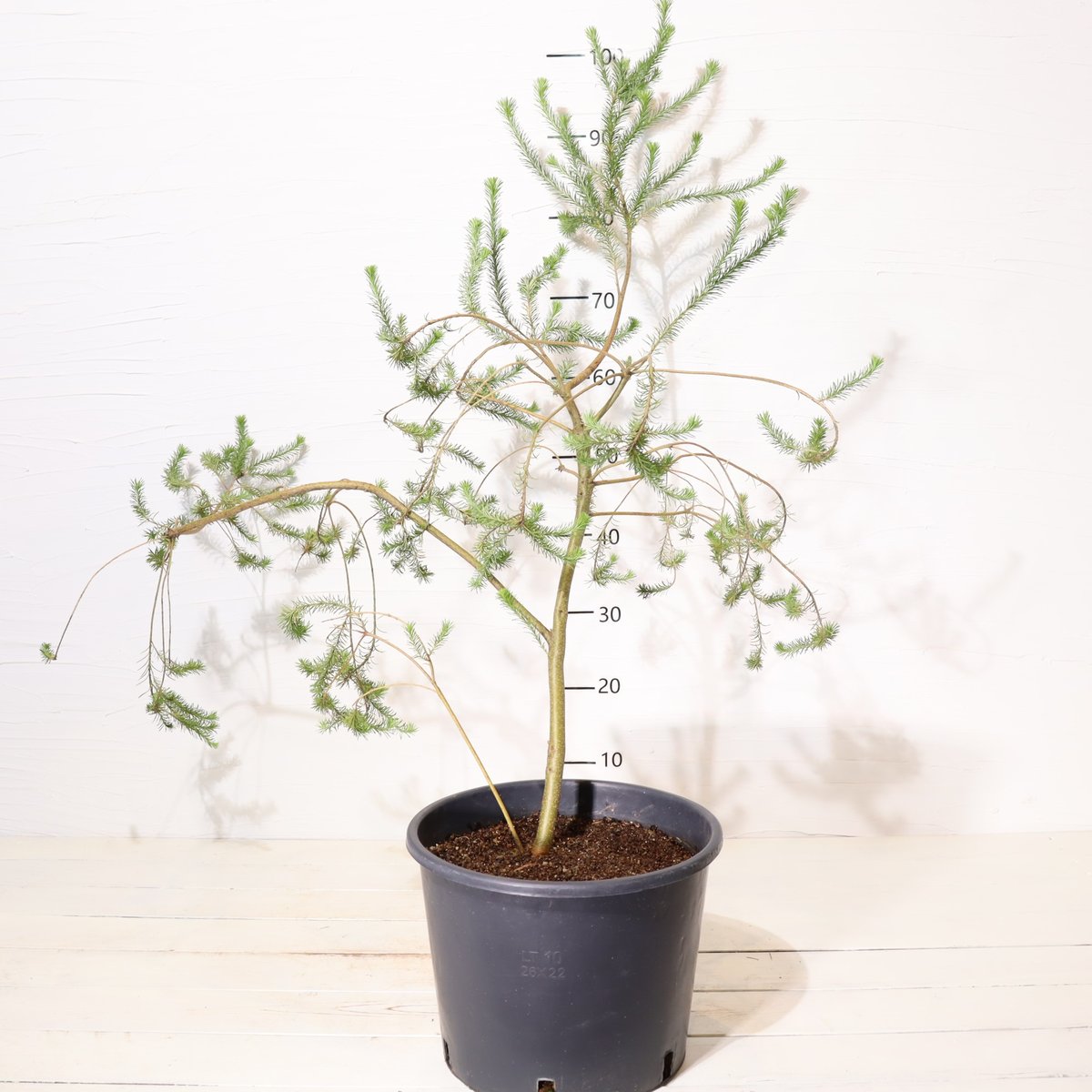 ヒース バンクシア | To.r 植物店