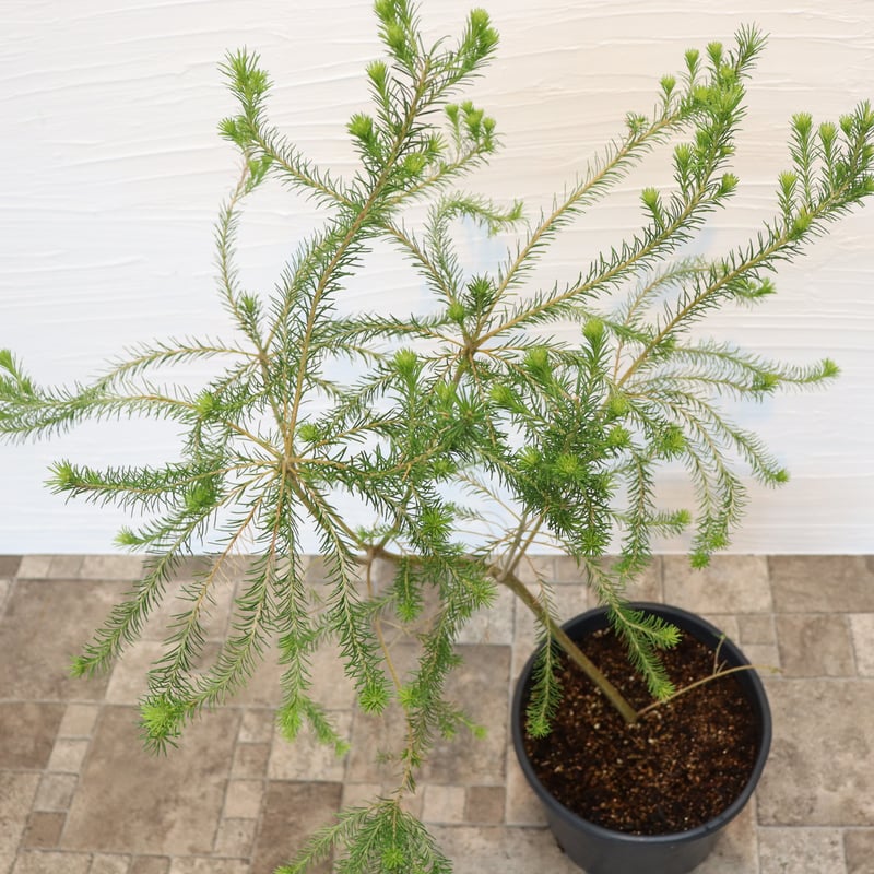 ヒース バンクシア | To.r 植物店