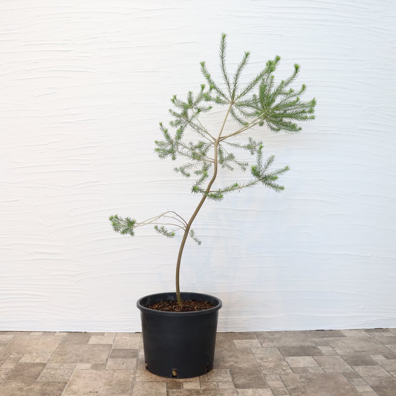 イワオ◇ヒースバンクシア　鉢植え ヒースバンクシア 鉢植え 苗 苗木 オージープランツ ドライガーデン