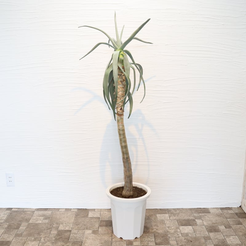 アロエ ディコトマ | To.r 植物店