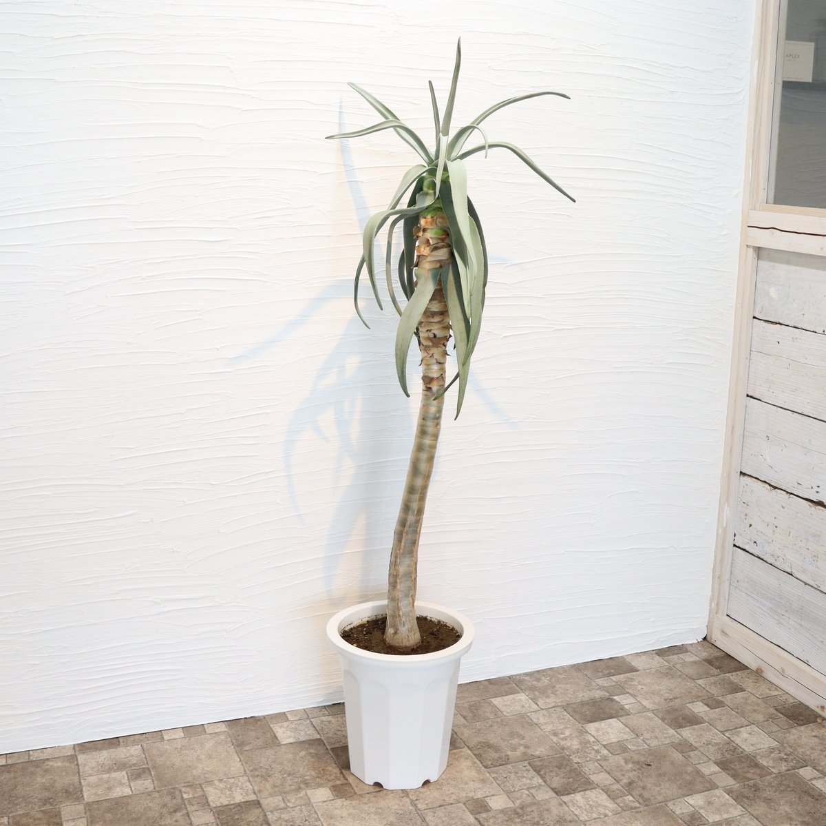 アロエ ディコトマ Aloidendron dichotomuma アロエ ディコトマ ダブルヘッド