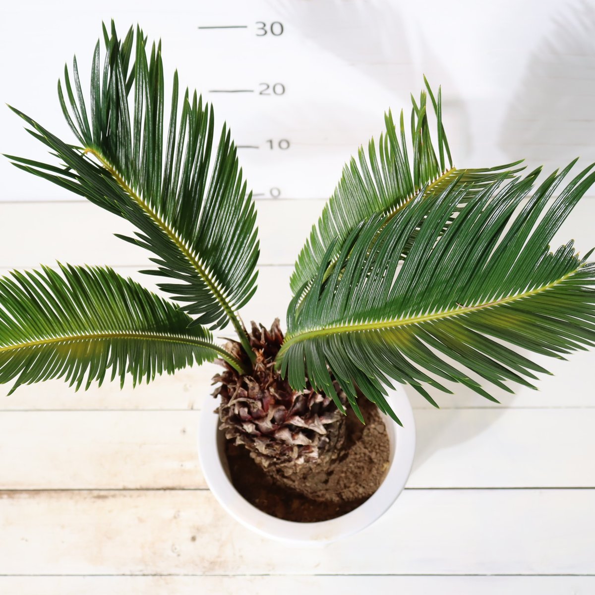 大きいソテツ 多幹性 植物 大きいソテツ 多幹性 植物