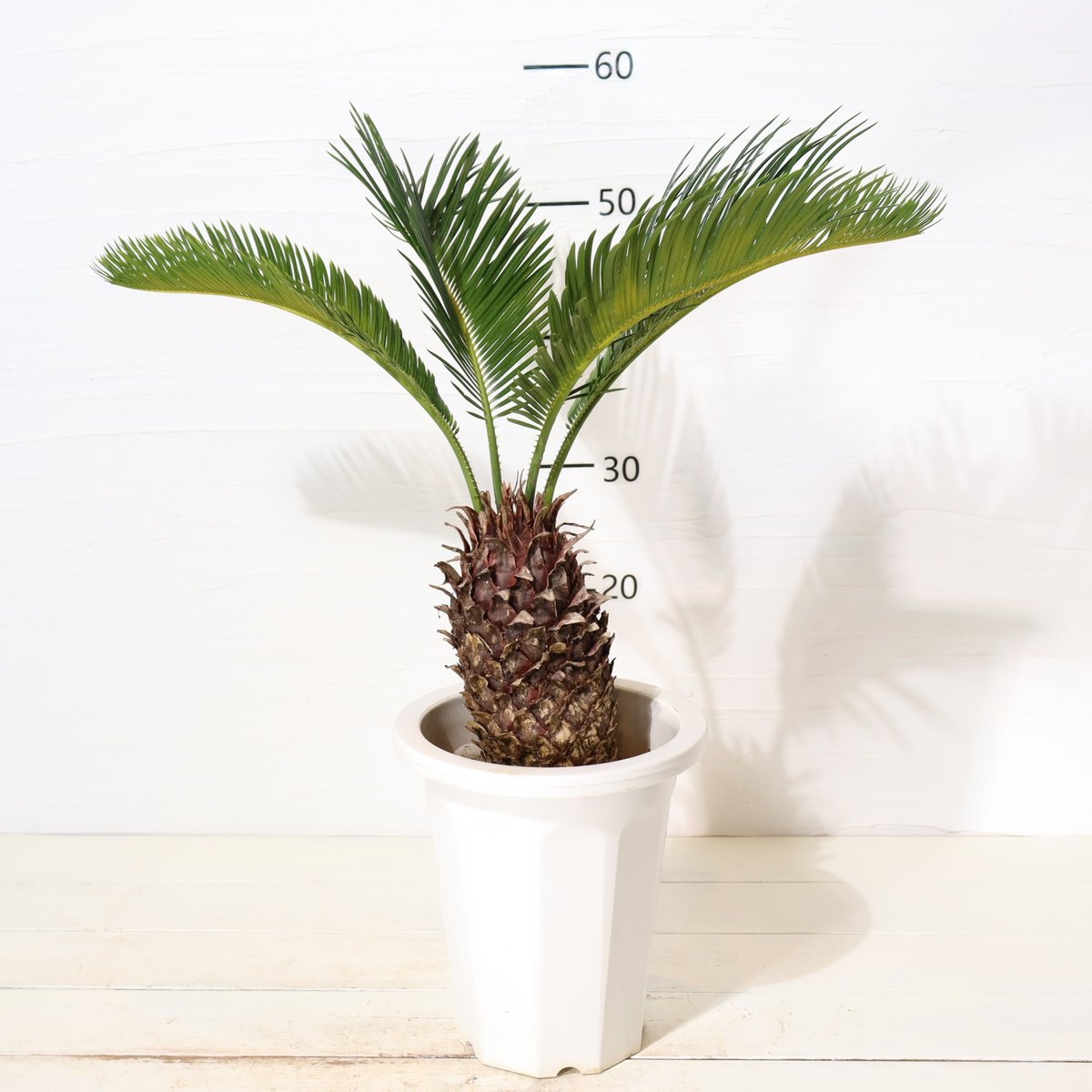 ソテツ | To.r 植物店