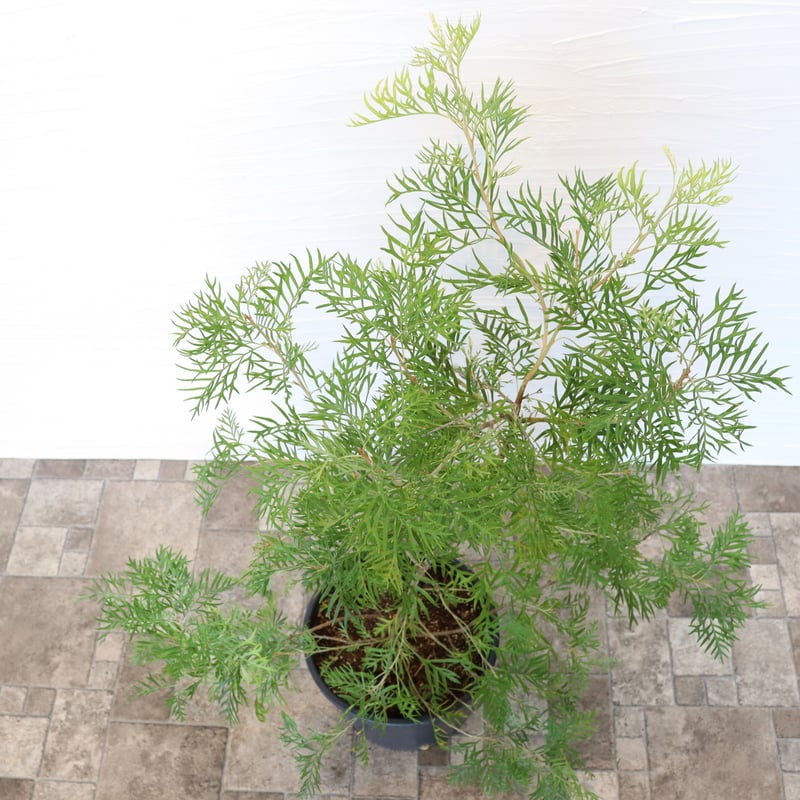 グレビレア ピーチアンドクリーム | To.r 植物店