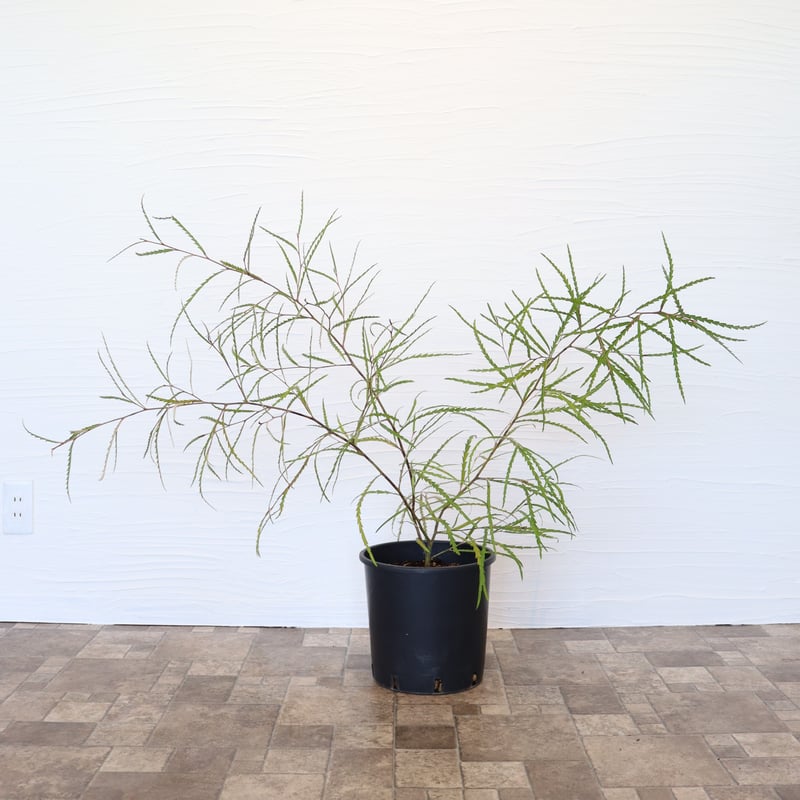 グレビレア ロンギフォリア | To.r 植物店