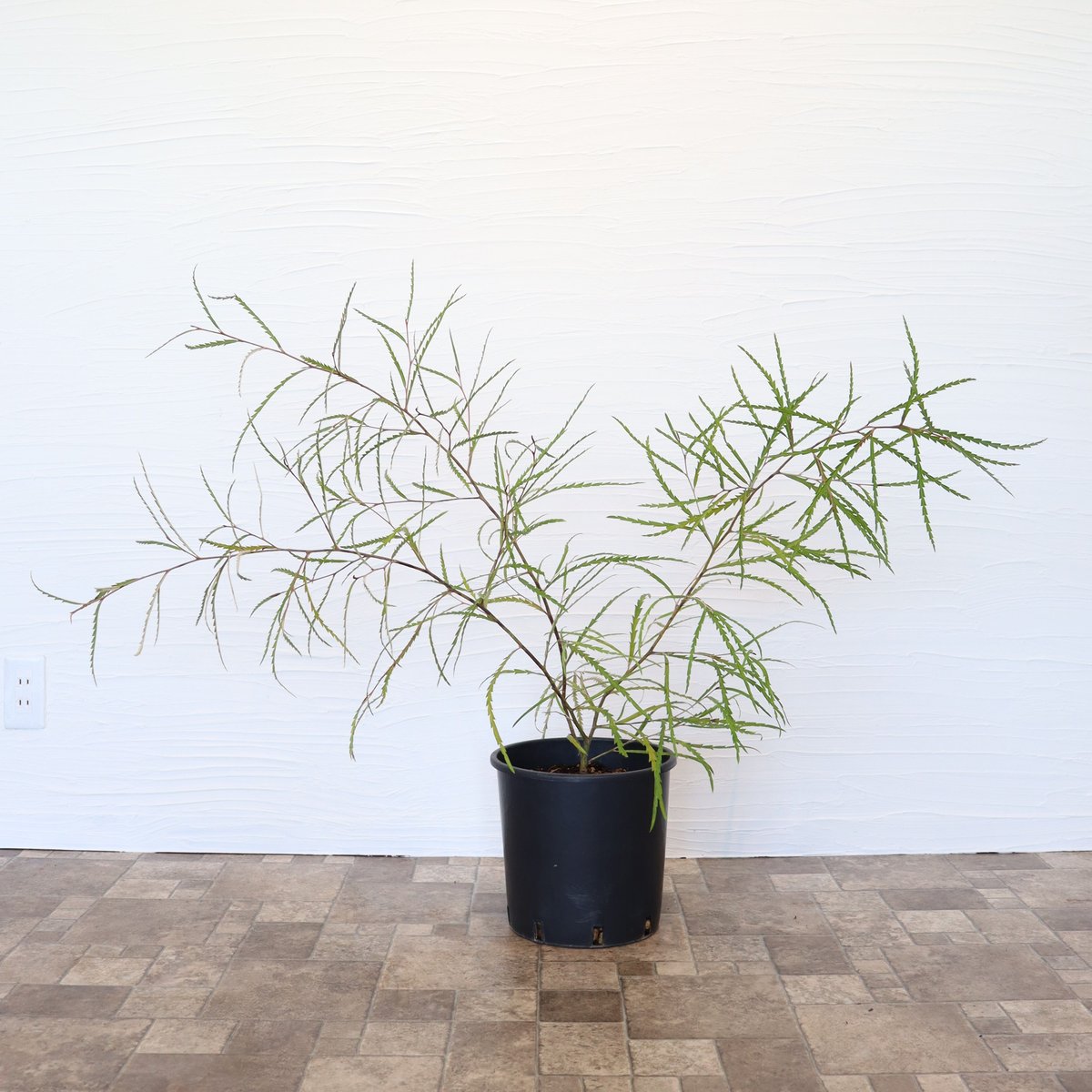 グレビレア ロンギフォリア | To.r 植物店