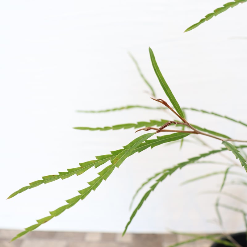 グレビレア ロンギフォリア | To.r 植物店 グレビレア ロンギフォリア | To.r 植物店
