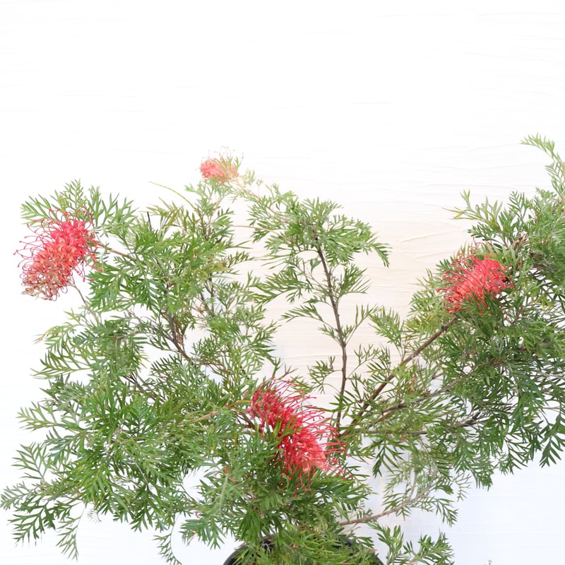 グレビレア「ロビンゴードン」 グレビレア：ロビンゴードン6号鉢植え の通販 | 園芸ネット
