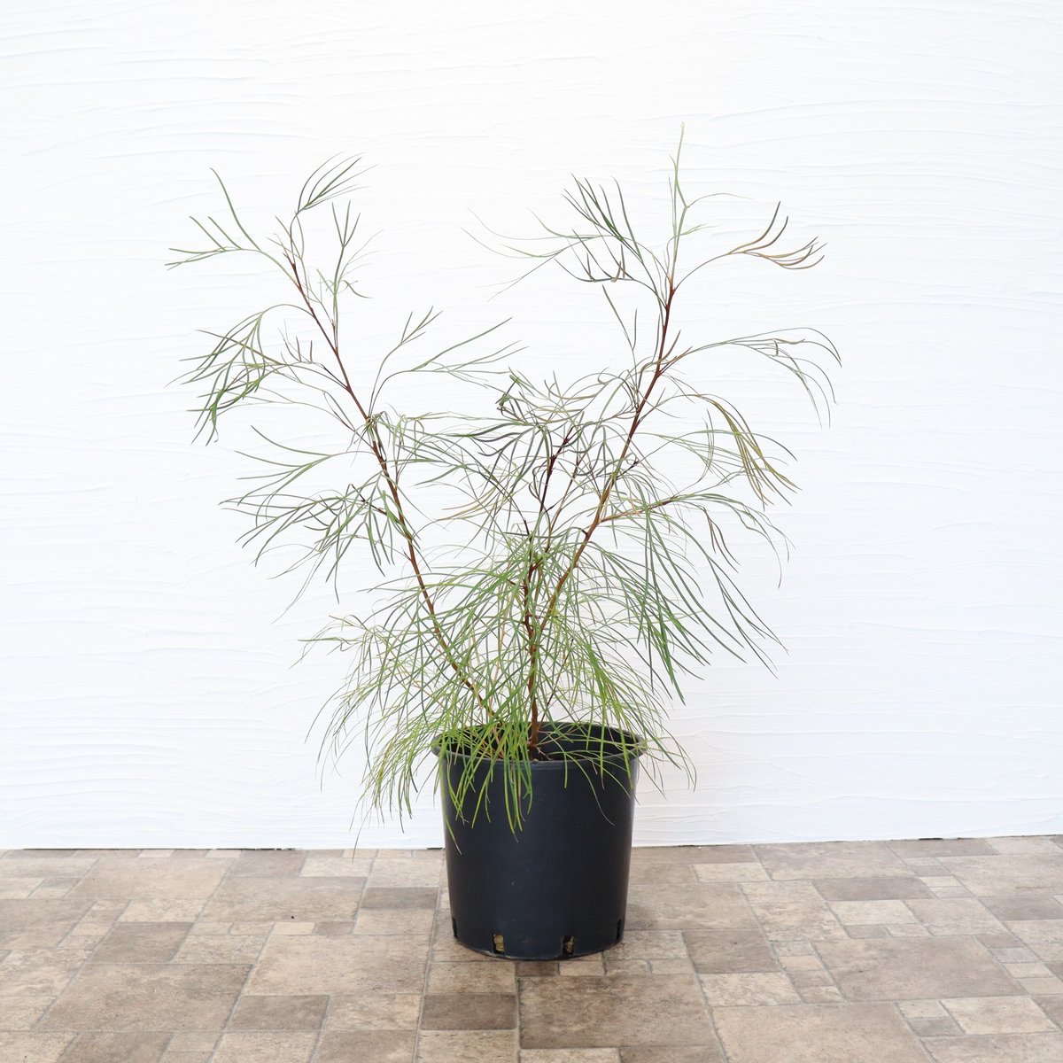 グレビレア ロンギスティーラエレガンス | To.r 植物店